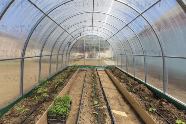 Rows of tomato cucumber and pepper plants growing inside greenhouse with drip irrigation