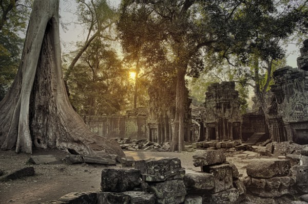 Ta Prohm temple at sunrise in Angkor Wat, Siem Reap, Cambodia, Asia