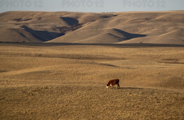 Scenic views of the Cypress Hills Saskatchewan Alberta