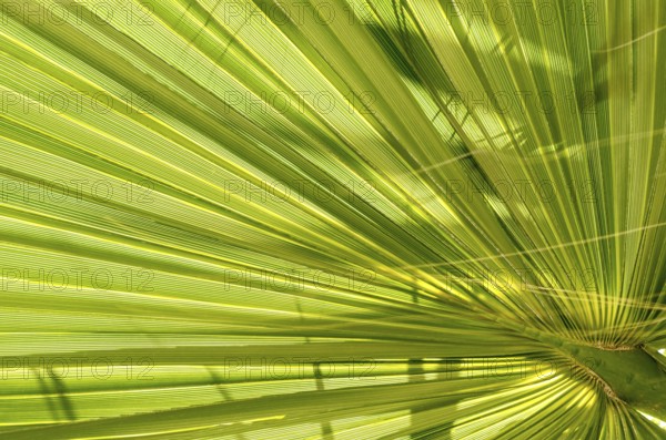 Leaf of young palm tree. Closeup of a green palm leaf, viewed from below. Green background texture of palm leaf. Model for wallpaper or desktop design. Tropical leaves. Fresh green natural wallpaper.
