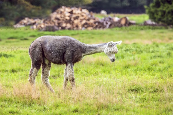 Charming gray llama after a haircut pasting on green grass. Animal breeding farm for wool and meat. The concept of exotic, ecological and photo tourism