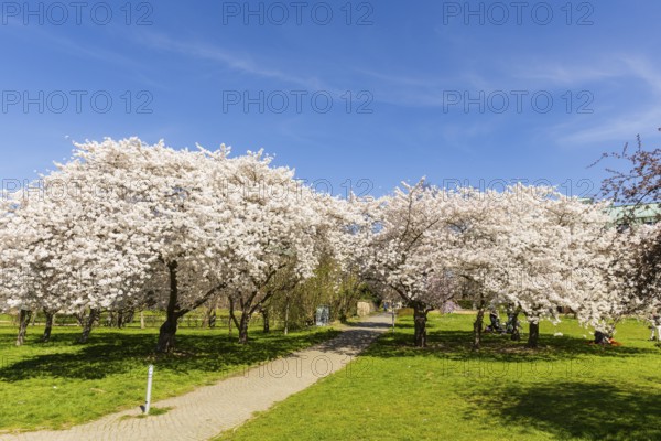 Spring on the banks of the Neustadt Elbe, Dresden, Saxony, Germany, Europe