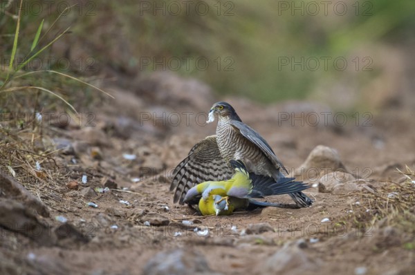 Eurasian sparrow hawk attacking Treron phoenicoptera, Ranthambhore, rajasthan, India, Asia