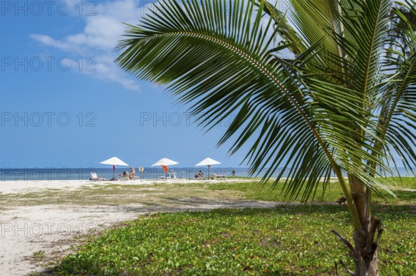 Coconut palm or coconut palm (Cocos nucifera), parasols, Flic en Flac Beach, beach, Indian Ocean, island, Mauritius, Africa