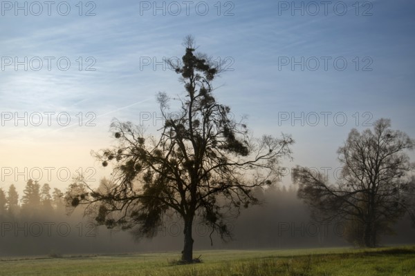 A single birch (Betula) overgrown with mistletoe (Viscum album) in a meadow at dawn with fog in the background, Nicklheim, Bavaria, Germany, Europe