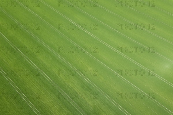 Green field spring season. Aerial view. Wheat