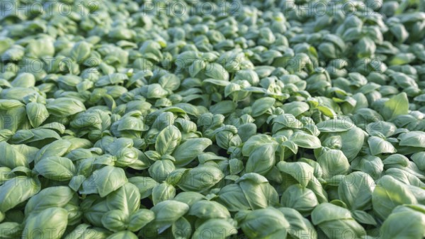 Fresh basil. Green basil. Green basil Food background. A lot of basil