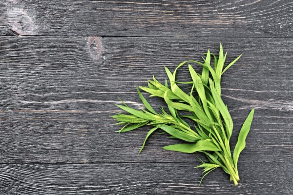 Bunch of fresh green tarragon on a black wooden board background