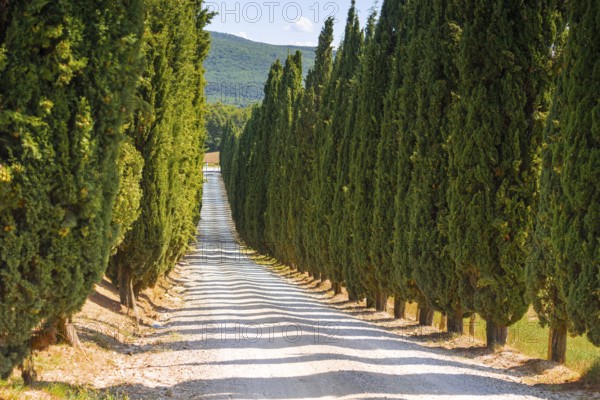 Cypress