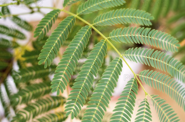 Mimosa (Mimosa Pudica) top-down composition. Decorative fern. Green leaves of young mimosa palm. Decorative blossom, green composition, soft focus. Green palm leaves. Close Up of the green plant.