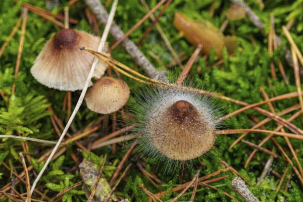 Fleshy-brownish helminth (Mycena metata) with helminth mould (Spinellus fusiger), Belicke, Saxony-Anhalt, Germany, Europe