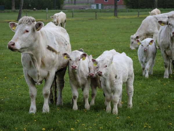 Cow with three calves standing on a green pasture with other cows in the background, weseke, münsterland, germany
