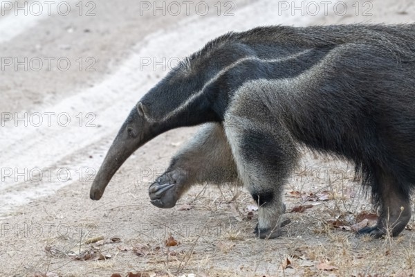 Giant anteater (Myrmecophaga tridactyla), at dusk, in front of sunrise, Pantanal, inland, wetland, UNESCO Biosphere Reserve, World Heritage Site, wetland biotope, Mato Grosso, Brazil, South America