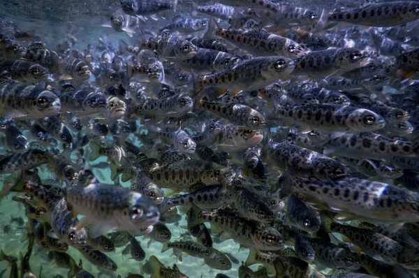 River Trout swim underwater, Trout underwater scene, Trout farm