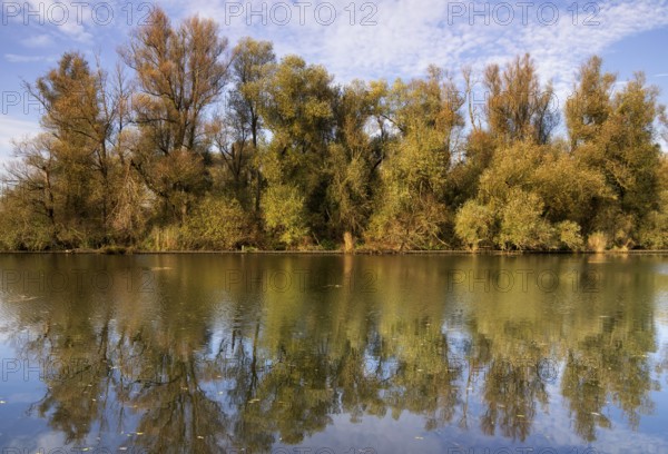 Row of willow trees along the Lage Vaart canal along the A6 highway between the Dutch cities Almere and Lelystad