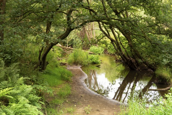 View at the Leubeek brook in the nature reserve Leudal close to the Dutch village Haelen in the province Limburg