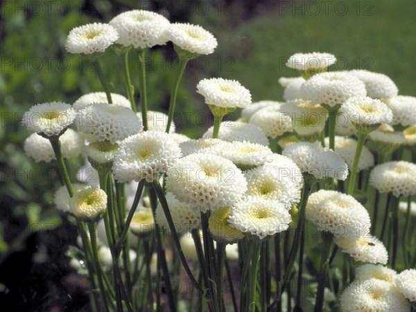 Tanacetum parthenium Madonna