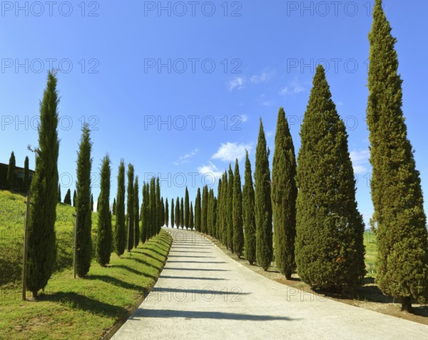 Road on a hill with cypress trees in Tuscany, Italy, Europe