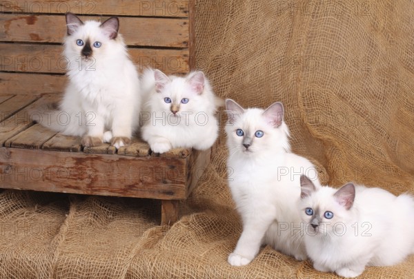 SACRED BIRMAN CAT, SACRED CAT OF BIRMA, BIRMAN CAT, LITTER, KITTEN
