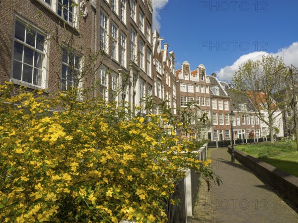Terraced house facades with flowering shrub in the foreground and blue sky in the background, Amsterdam, Netherlands