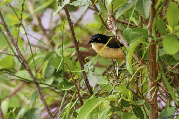 Beautiful Black-capped donacobius perched in a green bush, Mato Grosso, Brazil, South America