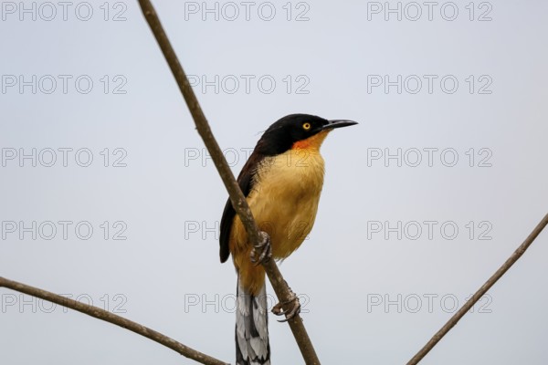 Beautiful Black-capped donacobius perched on a bare branch against bright sky, close up, Mato Grosso, Brazil, South America