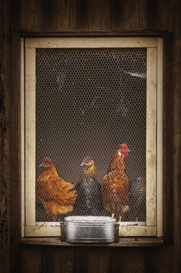 Hens in the Barred Window of Hen House Bolsternang, Germany, Europe