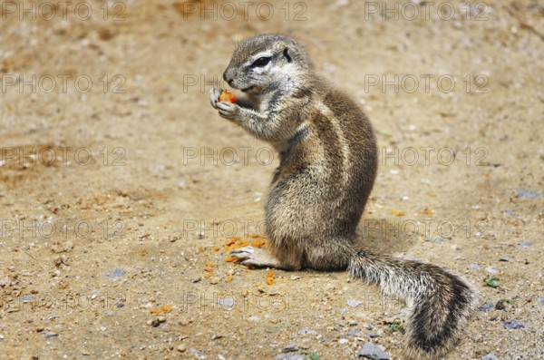 Little Ground Squirrel (Xerus inaurus) Eats Carrot