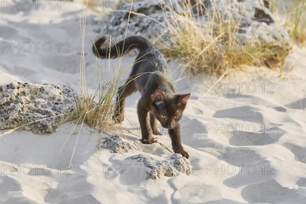 Little Black Kitten Walking by the Desert