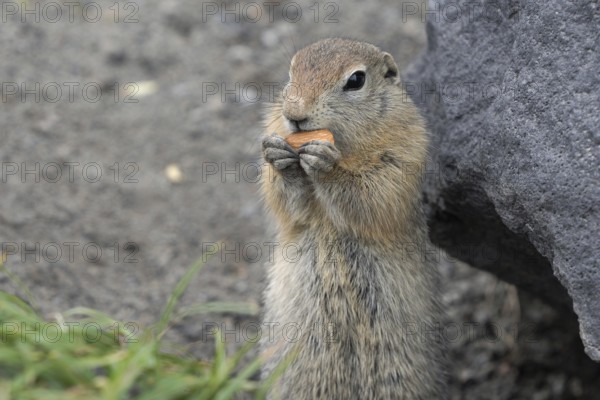 Expression Arctic ground squirrel eating cracker holding food in paws. Cute curious wild animal of genus of medium sized rodents of squirrel family. Eurasia, Russia, Kamchatka Peninsula, Europe