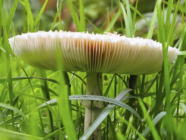 Mushroom Parasol mushroom (Macrolepiota procera), North Rhine-Westphalia, Germany, Europe