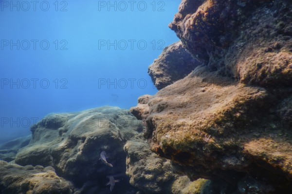 Sea Life Underwater Rocks Sunlight, Underwater Life