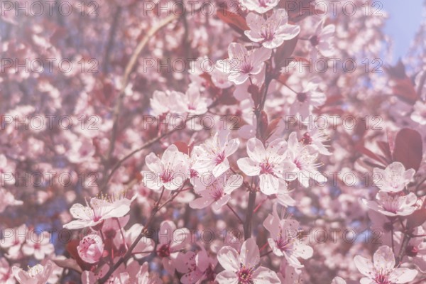 Spring Cherry blossoms Background, Blossoming cherry Close Up