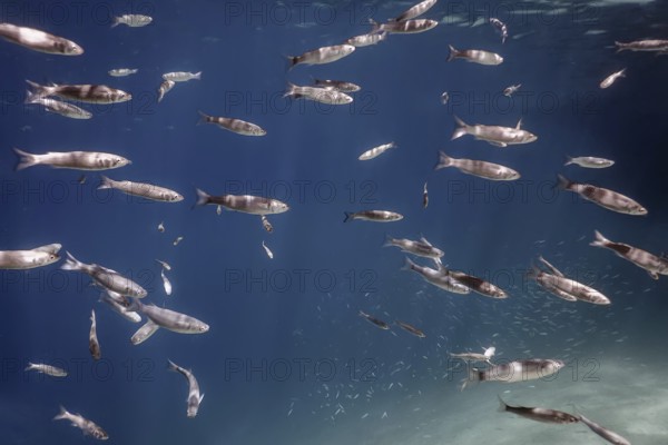 Fish School Underwater. Fishes underwater background