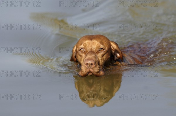 Magyar Viszlar, bitch, swimming in the water