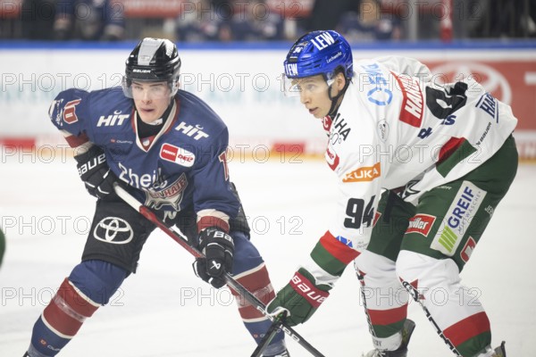 Laura Dick Cologne, LanxessArena, North Rhine-Westphalia, Justin Schütz (Cologne Sharks, #10), Anrei Hakulinen (Augsburg Panthers, #94), PENNY DEL, Cologne Sharks-Augsburg Panthers on 08.12.2024 at the LanxessArena in Cologne Germany