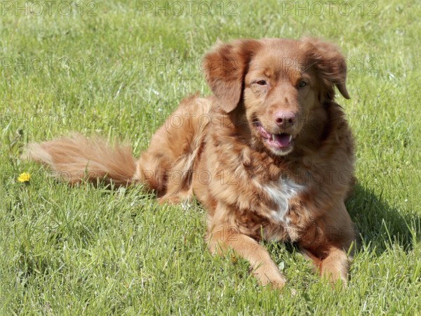 Typical Nova Scotia Duck Tolling Retriver in the summer garden