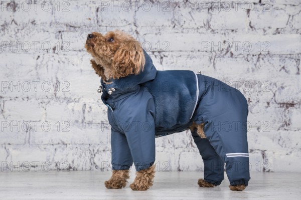 Small funny dog of brown colour with curly hair of toy poodle breed posing in clothes for dogs. Subject accessories and fashionable outfits for pets. Stylish overalls, suit for cold weather for animal