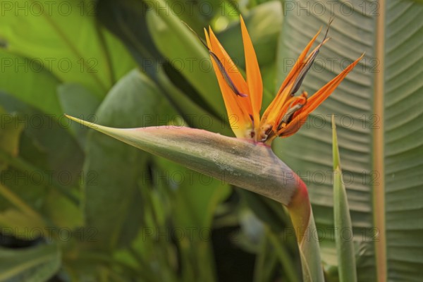 Closeup of Strelitzia reginae, commonly known as the crane flower, bird of paradise, is a species of flowering plant native to South Africa
