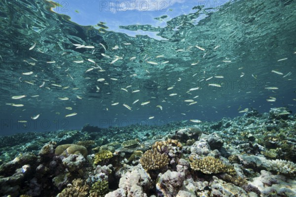 Sardine fusiliers on the reef top, Dipteryginotus balteatus, Marovo Lagoon, Solomon Islands, Oceania