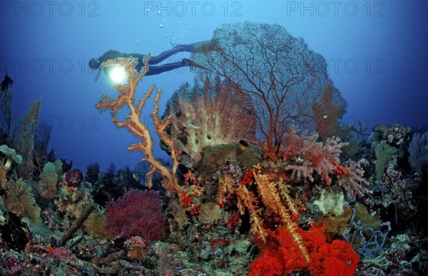Diver and coral reef, Indonesia, Wakatobi Dive Resort, Sulawesi, Indian Ocean, Banda Sea, Asia
