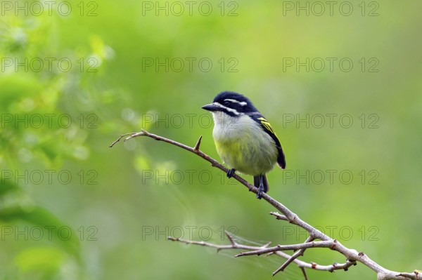 Yellow-rumped Tinkerbird, (Pogoniulus bilineatus), Barbion à croupion jaune, Barbudito culigualdo, iSimangaliso Wetland Park, St. Lucia, KwaZulu-Natal, South Africa, Africa