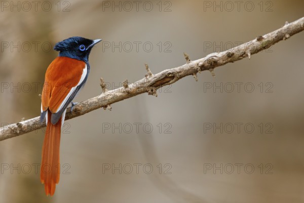 African Paradise Flycatcher, African Paradise-Flycatcher, African Paradise-flycatcher, (Terpsiphone viridis), Tchitrec d'Afrique, Monarca-colilargo Africano, Tawi Atayr, Salalah, Dhofar, Oman, Asia