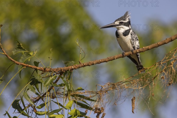 Pied kingfisher (Ceryle rudis), Alcyon pie, MartÌn Pescador PÌo, Marakissa River Camp Marakissa, South Bank, Gambia, Africa