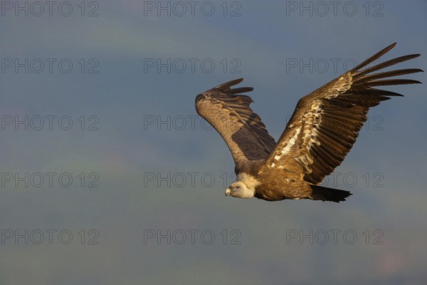 Griffon Vulture, Eurasian Griffon Vulture, Griffon Vulture, Eurasian Griffon, (Gyps fulvu), Vautour fauve, Buitre Leonado, aerial view, Hides De Calera / Valley Hide, Calera Y Chozas, Castilla La Mancha / Toledo, Spain, Europe
