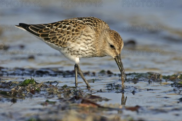 Animal, Animals, Bird, Birds, dunlin (Calidris alpina), Snipe bird, Heligoland, Heligoland, Schleswig-Holstein, Federal Republic of Germany