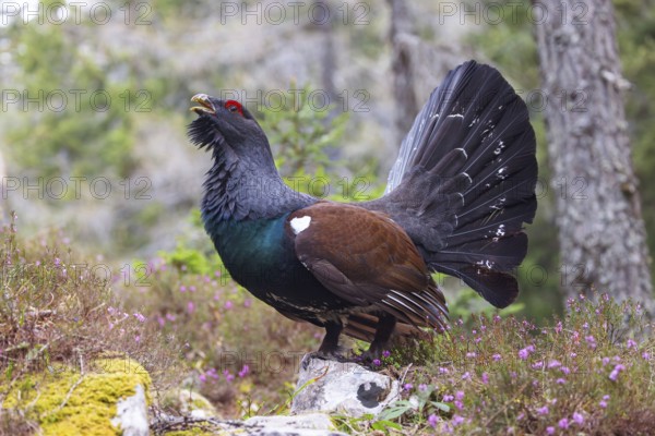 Capercaillie, Western Capercaillie, Tetrao urogallus) in the Wintrer, capercaillie