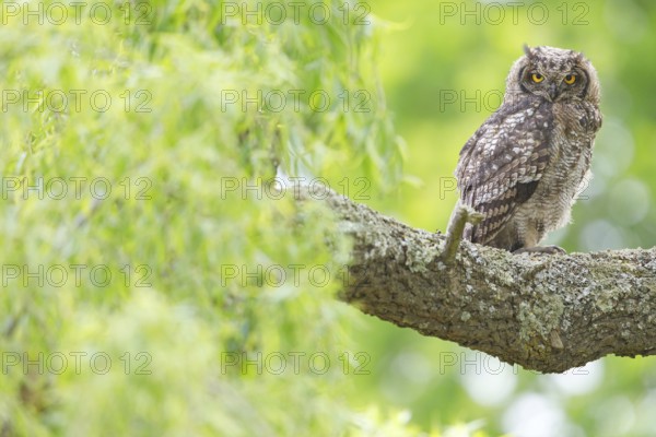 Spotted eagle-owl (Bubo africanus), Grand-duc africain, Wakkerstrom surroundings, Wakkerstrom, Mpumalanga, South Africa, Africa
