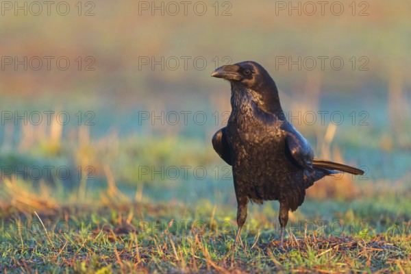 Raven, Common Raven, Raven, (Corvus cor), Grand Corbeau, Hides De Calera / Valley Hide, Calera Y Chozas, Castilla La Mancha / Toledo, Spain, Europe
