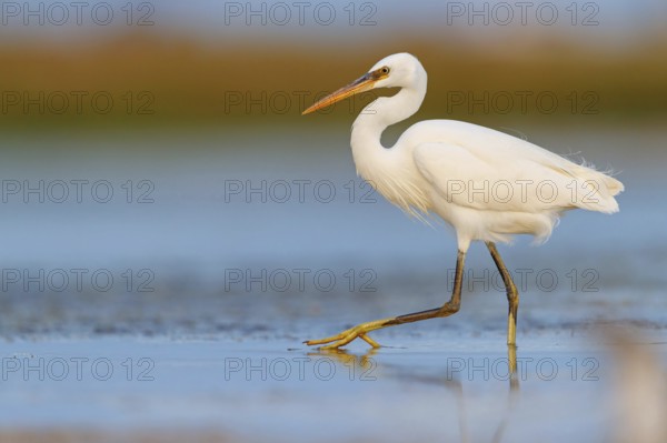 Western Reef Heron, Western Reef-Heron, Western Reef-Egret, (Egretta gularis), Garceta Dimorfa, Raysut, Salalah, Dhofar, Oman, Asia
